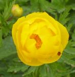 Trollius