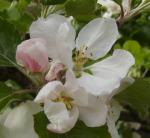 Apple blossoms