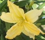 Yellow Lily