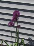 Allium