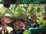 Coleus are popular