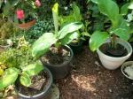 Fruiting and ornamental bananas