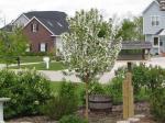 Flowering Crab Tree