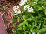 White pentas with butterfly