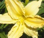 Yellow Lily