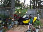 Angel trumpets getting moved to the garage before storm.