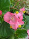 Begonia