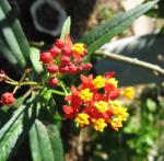 Butterfly Milkweed