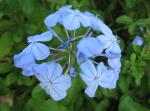 Blue Plumbago