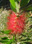 Bottlebrush