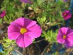 Calibachoa