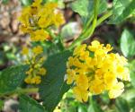 Lantana - gold