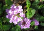 Lantana - purple