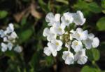 Lantana - white