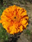 Marigold - crackerjack orange