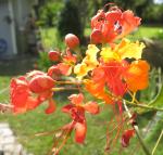 Pride of Barbados