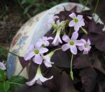 Purple Oxalis