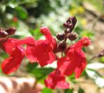 Red Autumn Sage