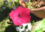 Wave Petunia - HotPink