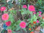 Zinnias - gonna have lots of these next year