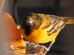 Oriole