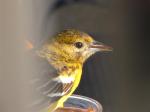 Oriole