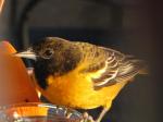 Oriole