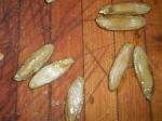 Seeds from Native American Squash