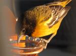 Oriole