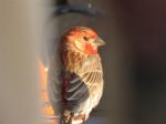House Finch