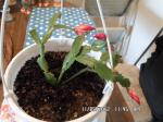 Christmas Cactus