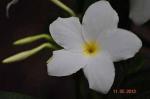 Plumeria pudica