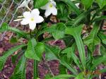 Plumeria pudica