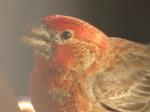 House Finch