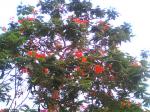 Gulmohar tree, with it's bloom ending.