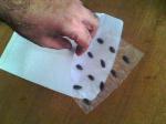 Putting the seeds inside an envelop.