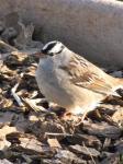 White crowned sparrow