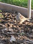 White crowned sparrow