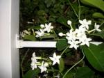 Stephanotis