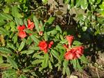 November Rhododendron