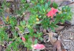 Azalea Petite Salmon