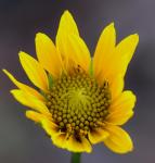 lakeside Sunflower