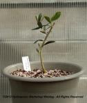 Arbequina olive being container grown.