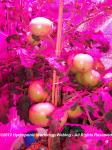 Tomatoes being grown indoors hydroponically