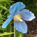 Meconopsis x Lingholm