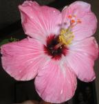 Hibiscus bloomed