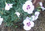 Dianthus