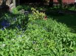 Portion of the back yard taken over by weeds. 