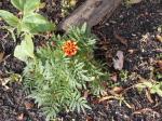 A tossed Marigold seed