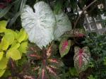 Caladiums and coleus